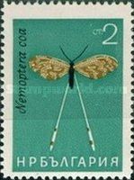 Spoonwing (Nemoptera coa)