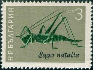 Grasshopper (Saga natalia)