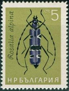 Rosalia Longicorn (Rosalia alpina)