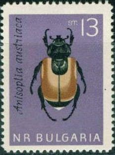 Wheat Cheafer (Anisoplia austriaca)