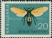Giant Wasp (Scolia flavifrons)