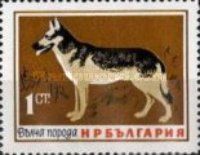 German Shepherd (Canis lupus familiaris)