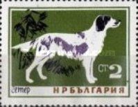 English Setter (Canis lupus familiaris)