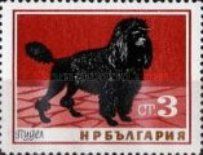 Poodle (Canis lupus familiaris)