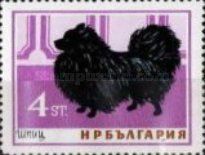 Spitz (Canis lupus familiaris)