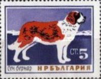 Saint Bernard Dog (Canis lupus familiaris)