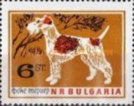 Wire-haired Fox Terrier (Canis lupus familiaris)