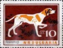 Pointer (Canis lupus familiaris)