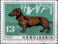 Dachshund (Canis lupus familiaris)