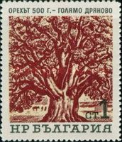 Walnut (500 Yrs.)