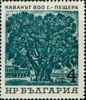 Poplar (800yrs.)
