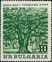 Quercus robustus