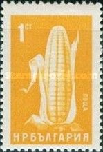 Corn cob