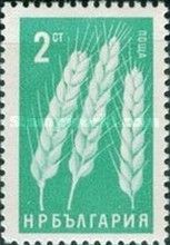 Wheat-ears