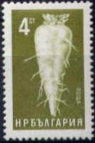 Sugar Beet