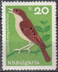 Common Nightingale (Luscinia megarhynchos)