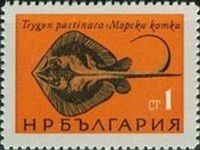 Common Stingray (Dasyatis pastinaca) 