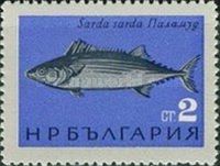 Atlantic Bonito (Sarda sarda)