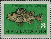 Black Scorpionfish (Scorpaena porcus)
