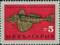 Tub Gurnard (Trigla lucerna)