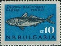 Mediterranean Horse Mackerel (Trachurus mediterraneus)