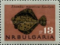Black Sea Turbot (Rhombus maeoticus)