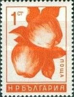 Apples (Malus sylvestris var. domestica)