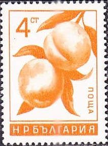 Peaches (Prunus persica)