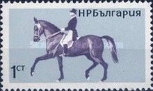 Dressage