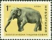 Asian Elephant (Elephas maximus)
