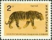 Tiger (Panthera tigris)