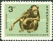Chimpanzee (Pan troglodytes)
