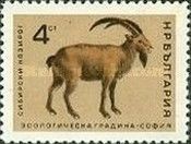 Siberian Ibex (Capra sibirica)