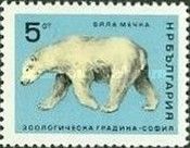 Polar Bear (Ursus maritimus)