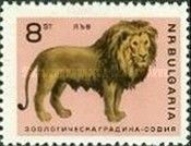 Lion (Panthera leo)