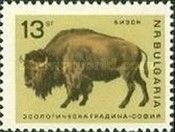 American Bison (Bos bison)