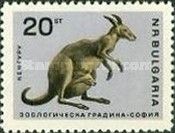 Eastern Grey Kangaroo (Macropus giganteus)