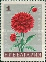 Dahlia variabilis