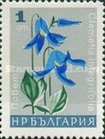 Clematis integrifolia