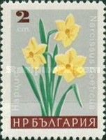 Narcissus preticus
