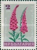 Digitalis purpurea