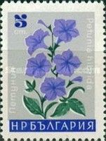 Petunia hibride