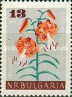 Lilium tigrinum