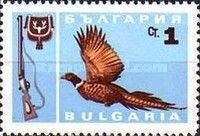 Common Pheasant (Phasianus colchicus)