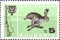 European Hare (Lepus europaeus)