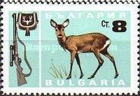 Western Roe Deer (Capreolus capreolus)