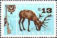 Red Deer (Cervus elaphus)