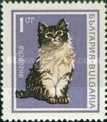 Angora (Felis silvestris catus)