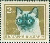 Siamese Cat (Felis silvestris catus)