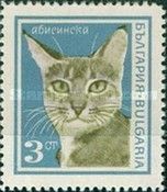 Abessynian (Felis silvestris catus)